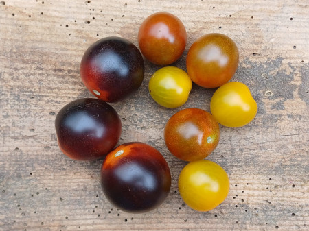Bio Cherrytomaten Mix schwarz-gelb-braun